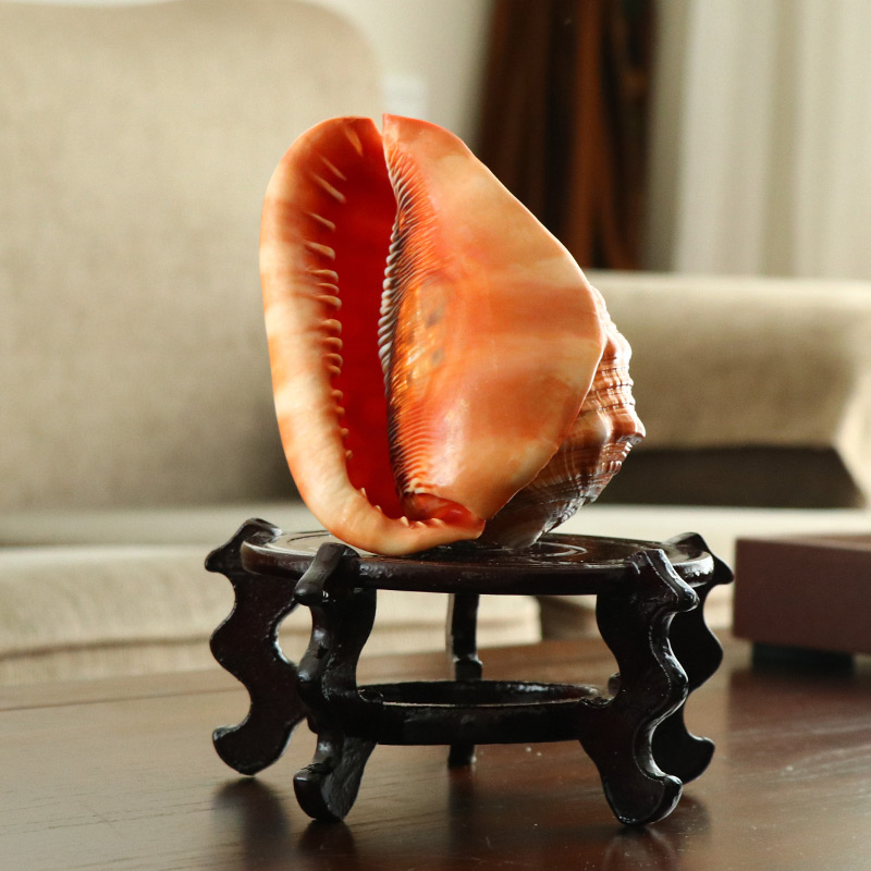 天然造景大名四大装饰客厅家居鱼缸超特摆件海螺