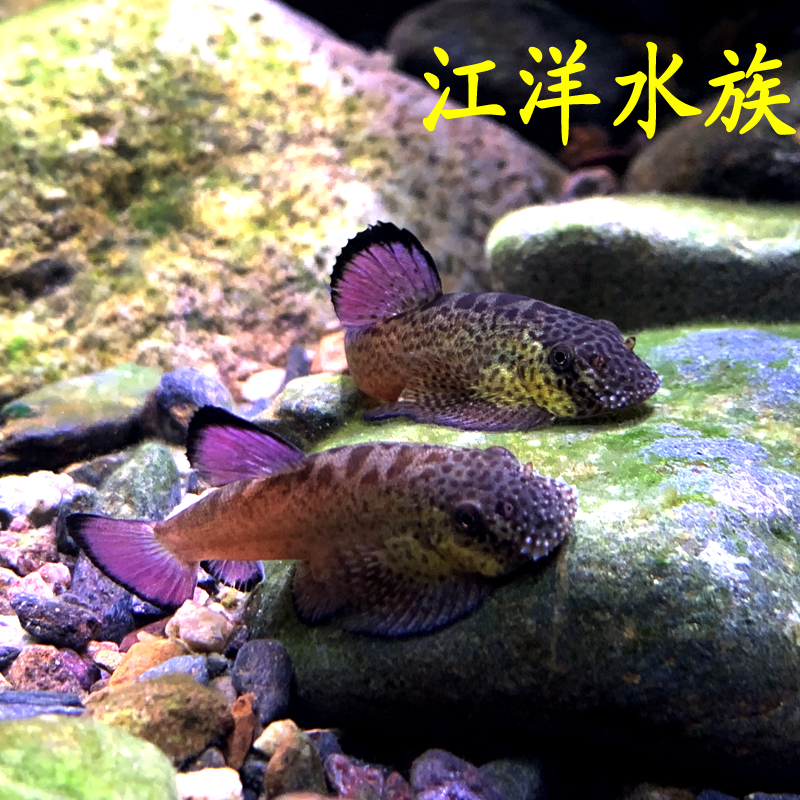 吸鳅紫鳍宽头拟腹原生观赏鱼冷水鱼藻鱼琵琶清道夫鱼