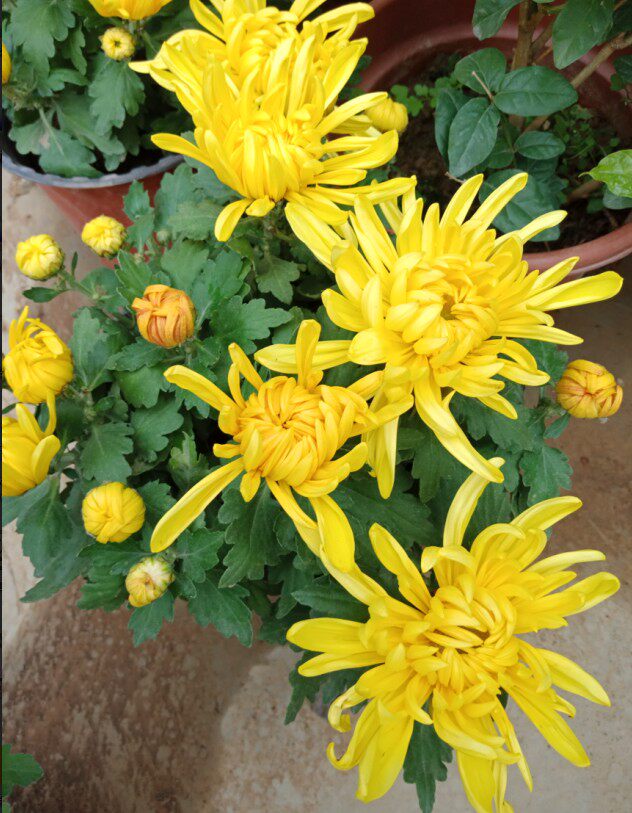 菊花盆栽植物荷兰菊带花苞发货秋菊大花苞国庆菊花苗品种有保证