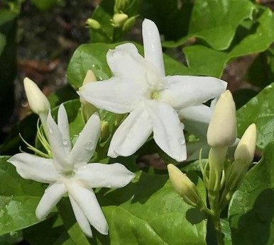 笔尖茉莉花独干棒棒糖型精品大笔单瓣茉莉花香品种绿植