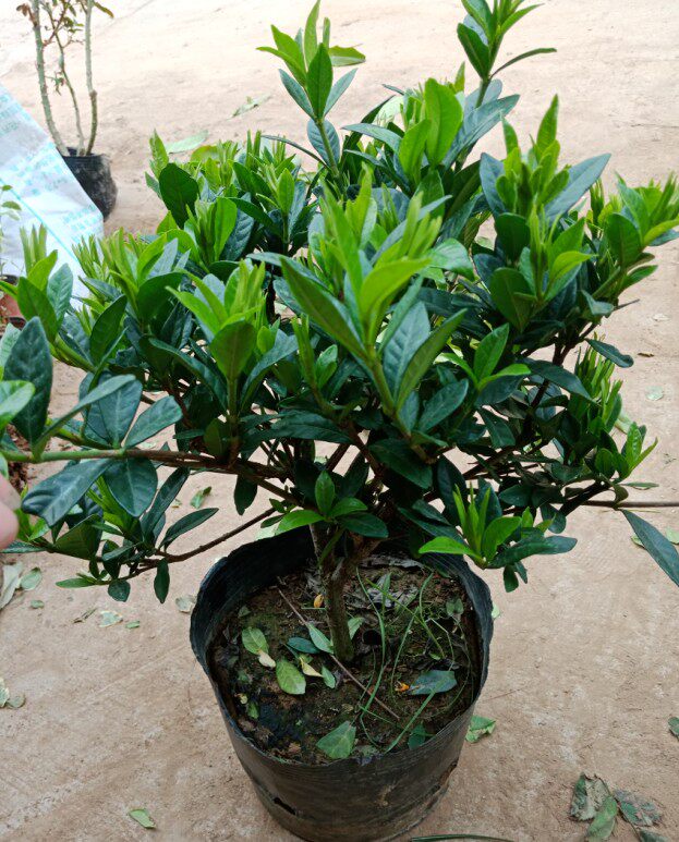 栀子花单棵独杆小叶罗汉盆栽地栽耐寒植物春天时令草本花卉