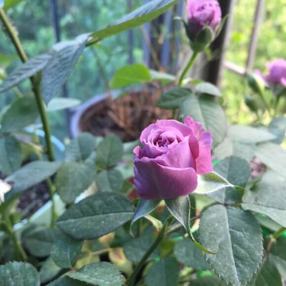 新品月季花拉米炫耀月季多头多花微月四季勤花时令草本花卉