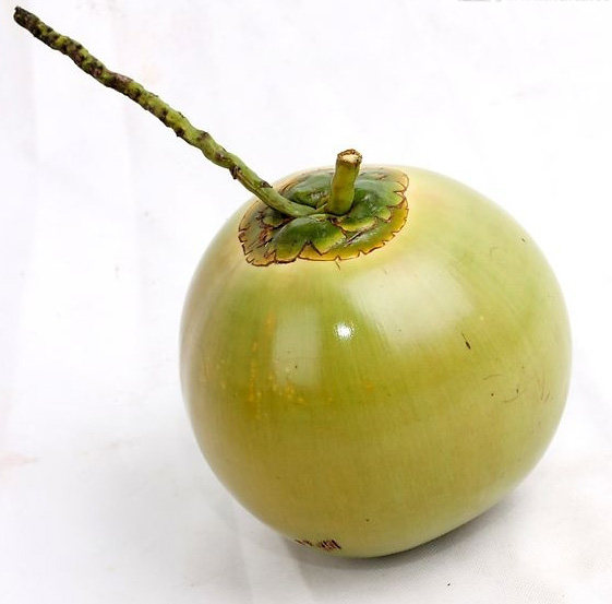 包邮新鲜水果海南带皮椰子长在树上上的纯净椰青