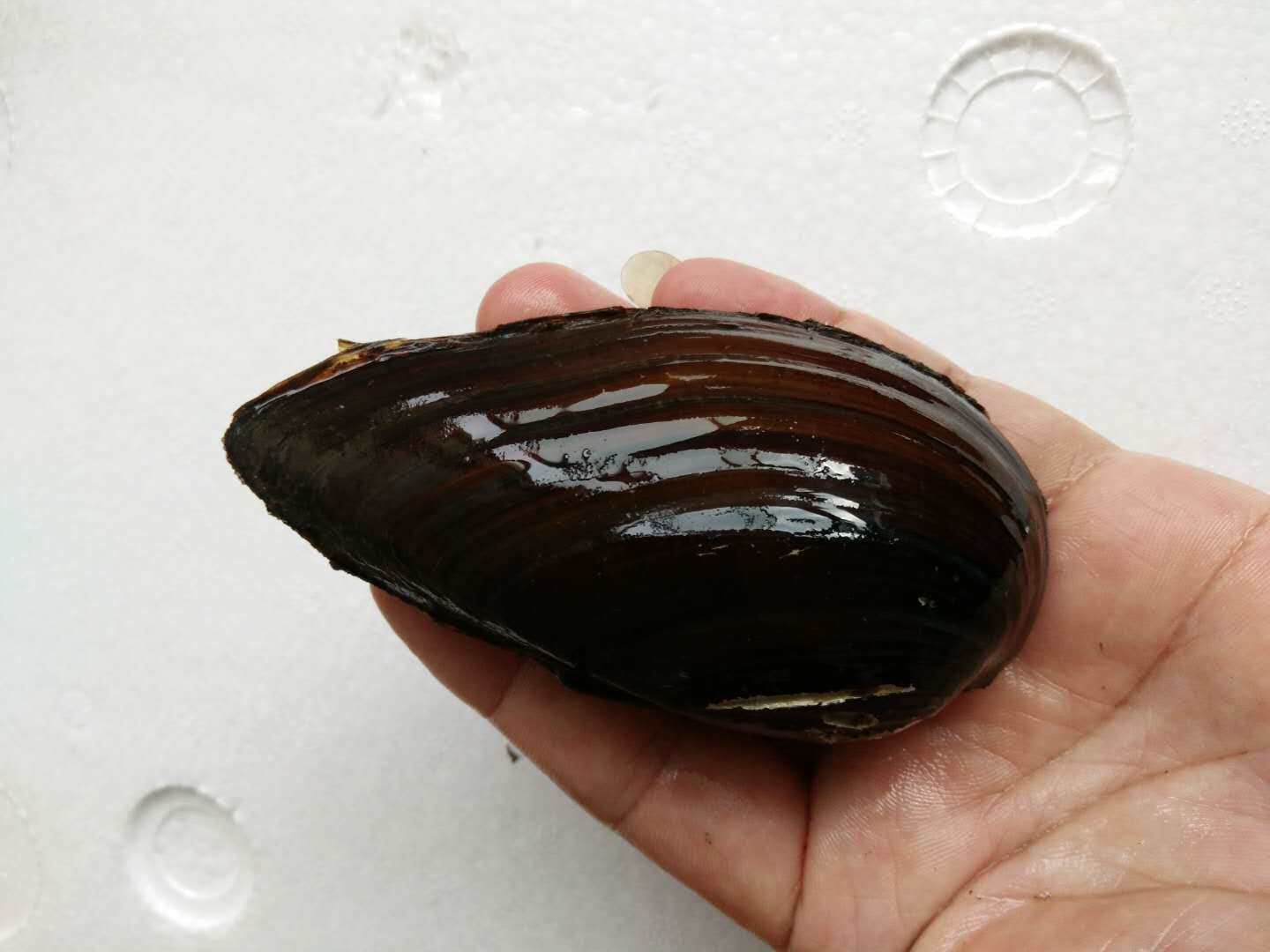 河蚌尖头活体原生观赏淡水贝壳绿水水藻鰟鮍螺