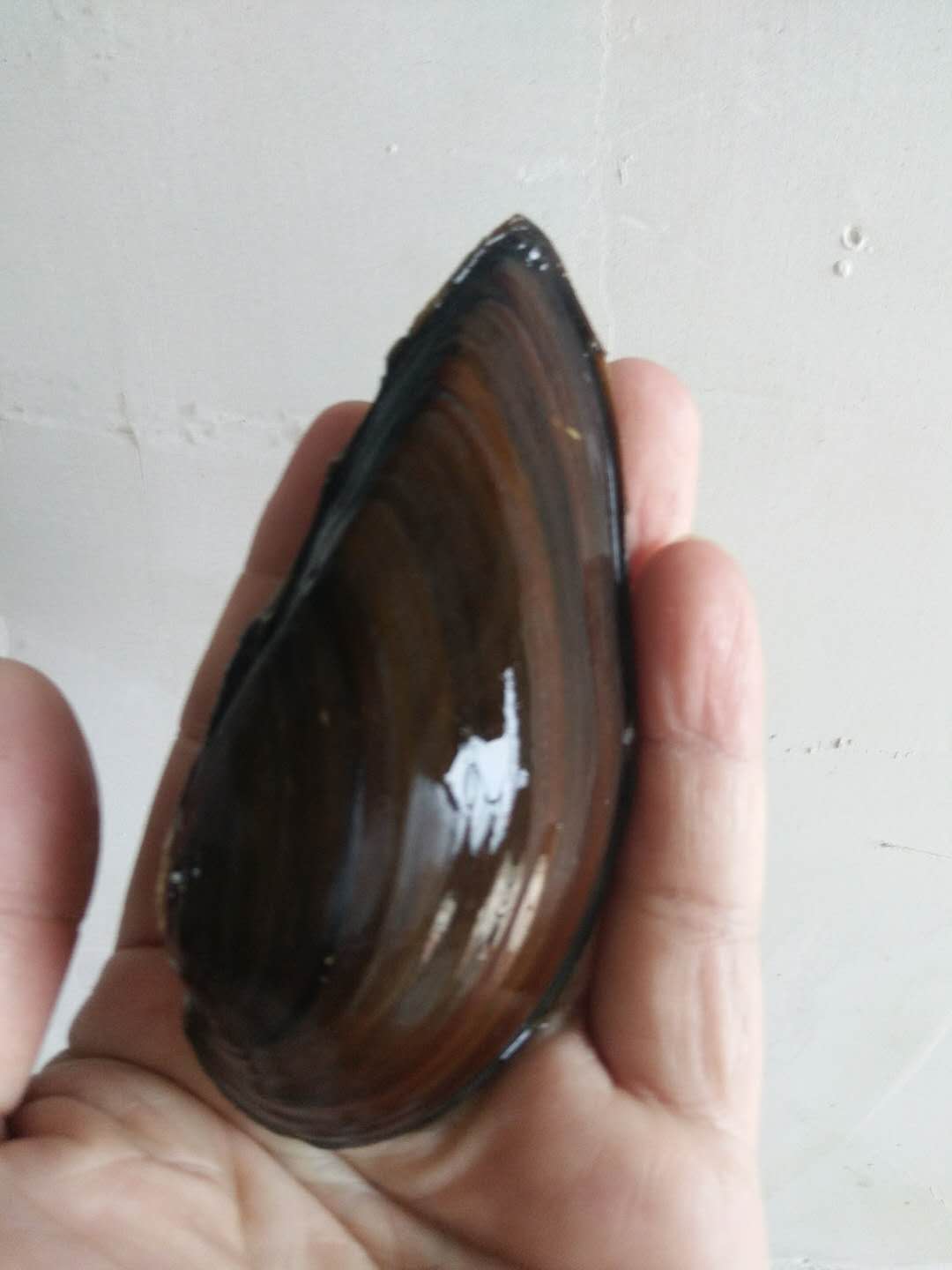 原生河蚌杜氏珠蚌小溪观赏丽蚌三角蚌鳑鲏鱼螺