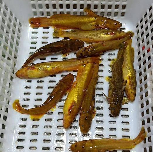 牛尾巴鲿鱼黄牯鱼黄颡鱼纯野野生原生观赏冷水鱼底栖鱼
