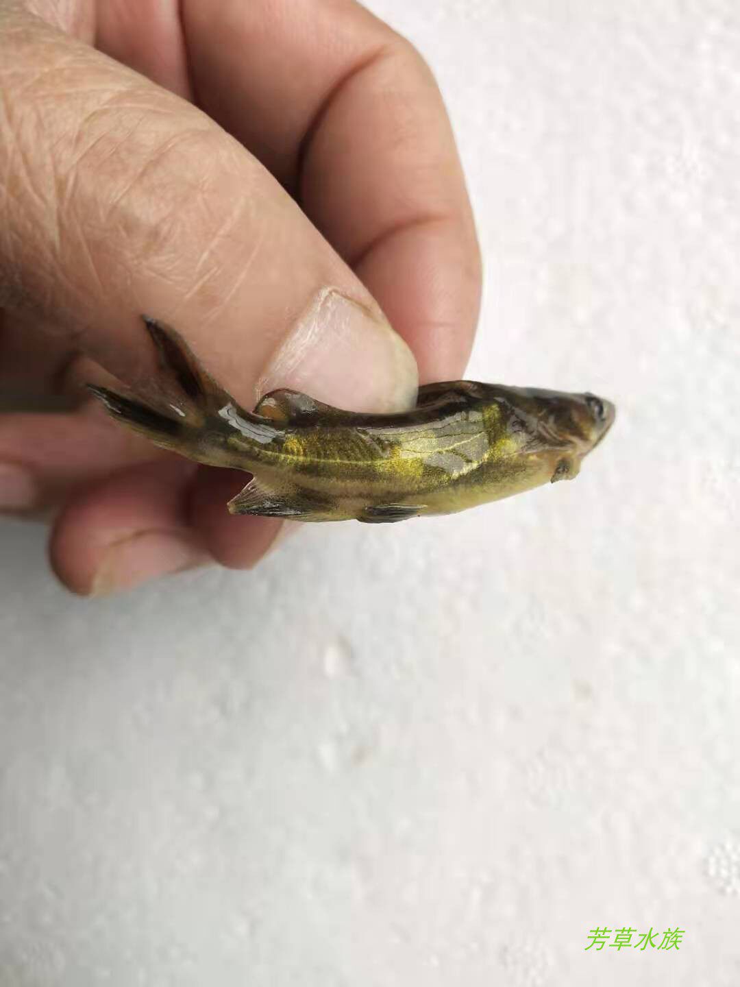 鱼苗黄颡鱼黄骨黄辣丁昂刺野生活体淡水冷水招财鱼