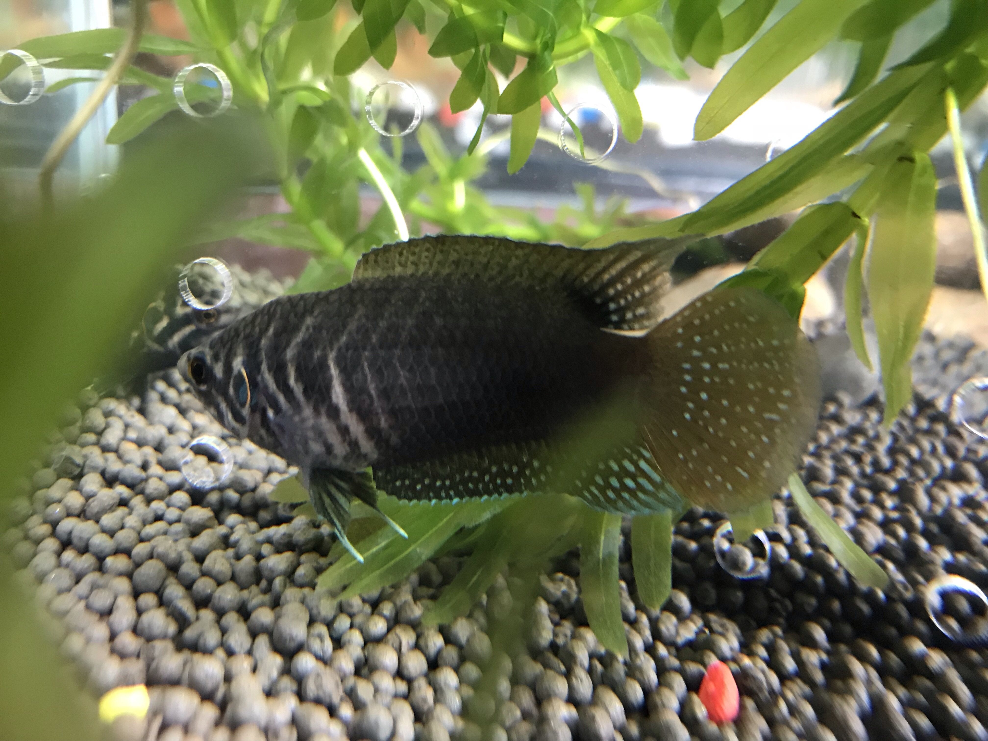 斗鱼圆尾国斗中国原生斗鱼活鱼普叉叉尾道士鱼菩萨冷水观赏鱼包邮