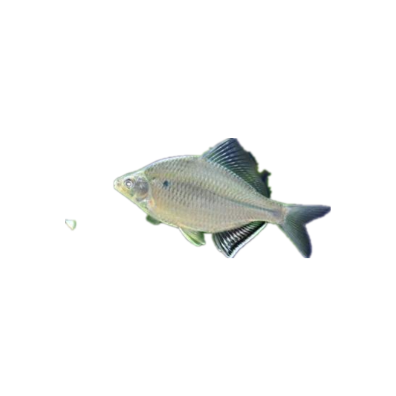 兴凯鱊大鳍兴凯旁皮大鳍鱊白边原生冷水鱼鳑鲏鱼