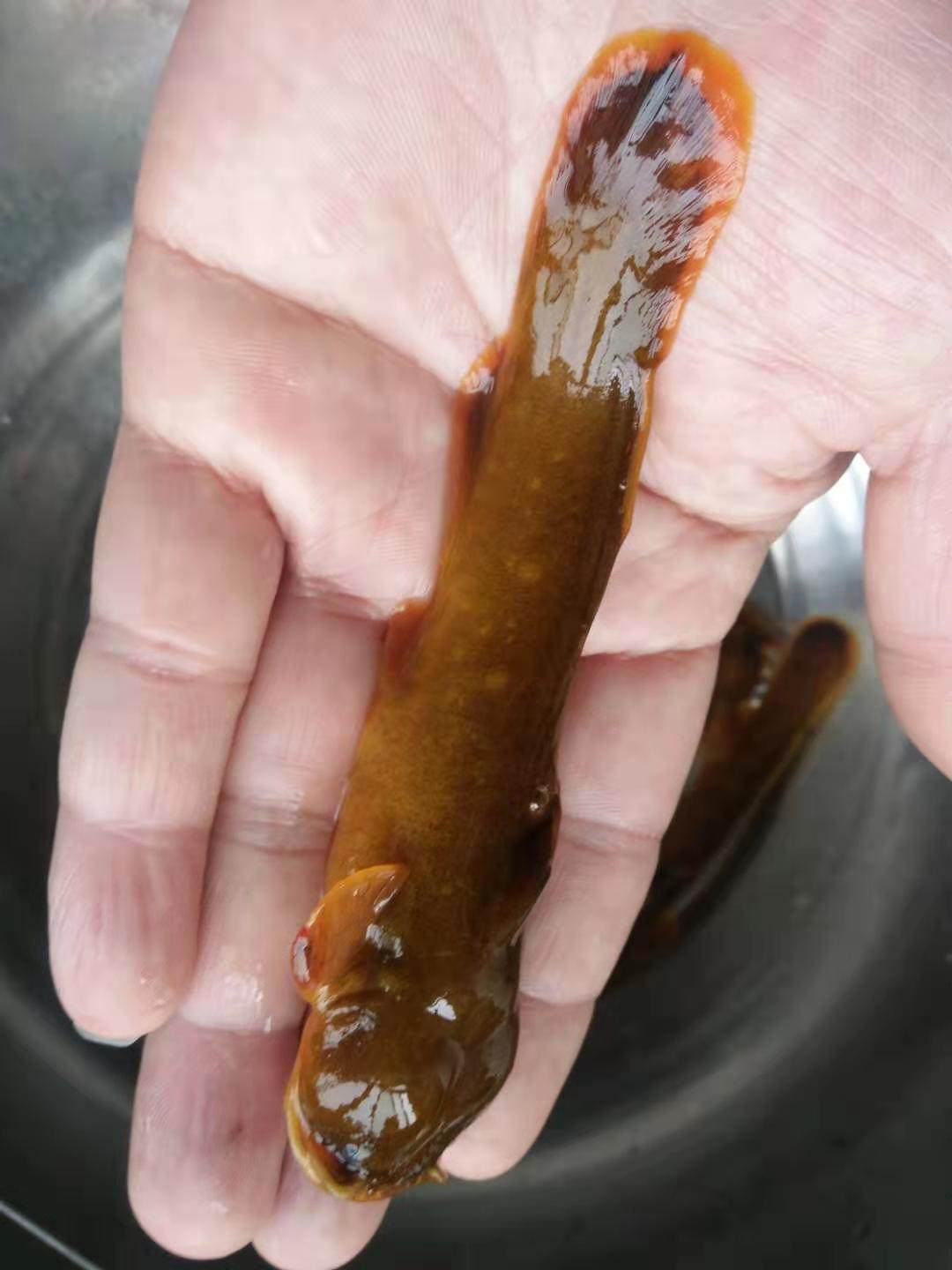 金鲇鱼风水冷水原生金龙黄金龙招财金鲶活体娃娃鱼鱼