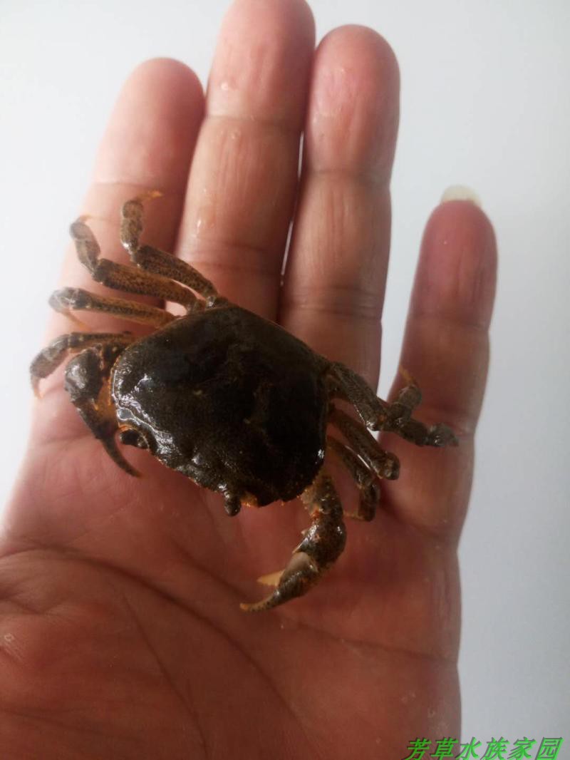 野生华溪河蟹山螃蟹溪蟹水族宠物原生冷水淡水螺