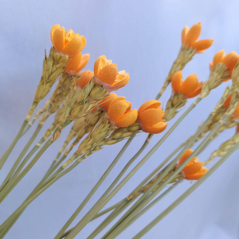 云南真花干花押花家居摆放开心果开口笑树枝新款干花