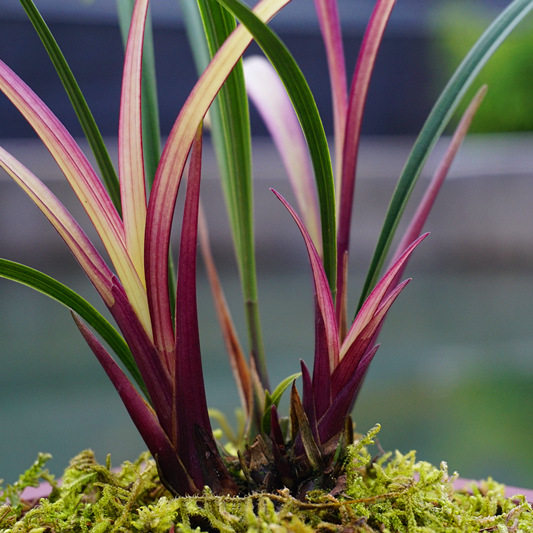 矮种兰建绿植花卉室内盆栽艺花兰叶四季浓香花卉