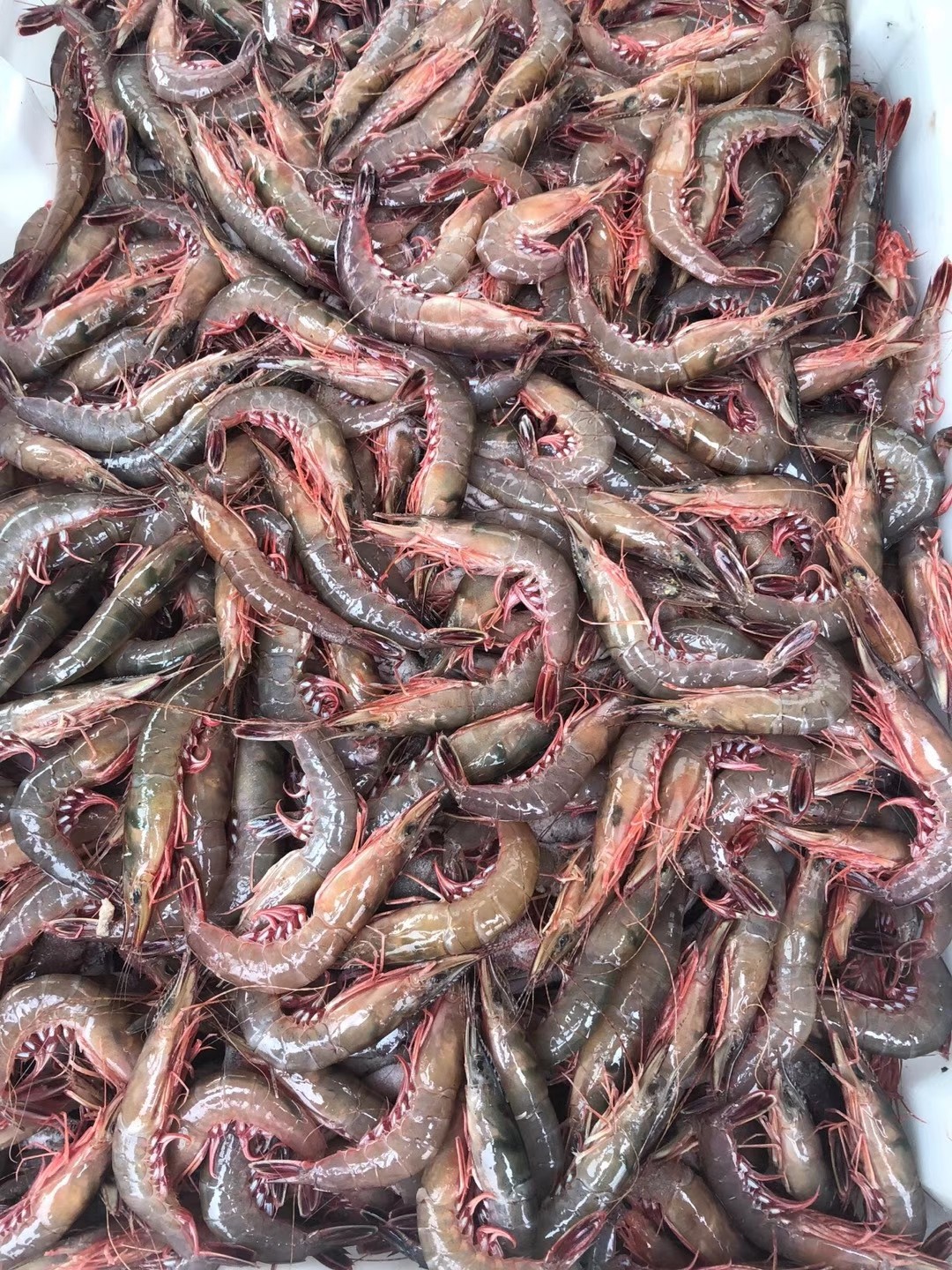 东海舟山活皮特色新鲜水产野生硬壳呛虾剑虾滑冻虾