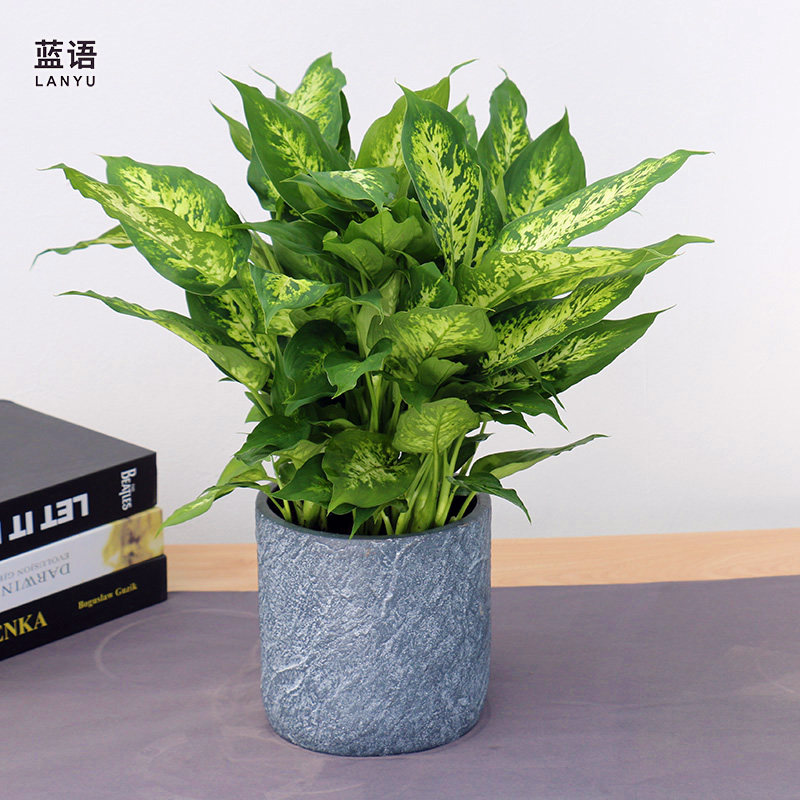 花叶斑马万年青小型室内盆栽花卉观叶绿植绿植办公室绿植