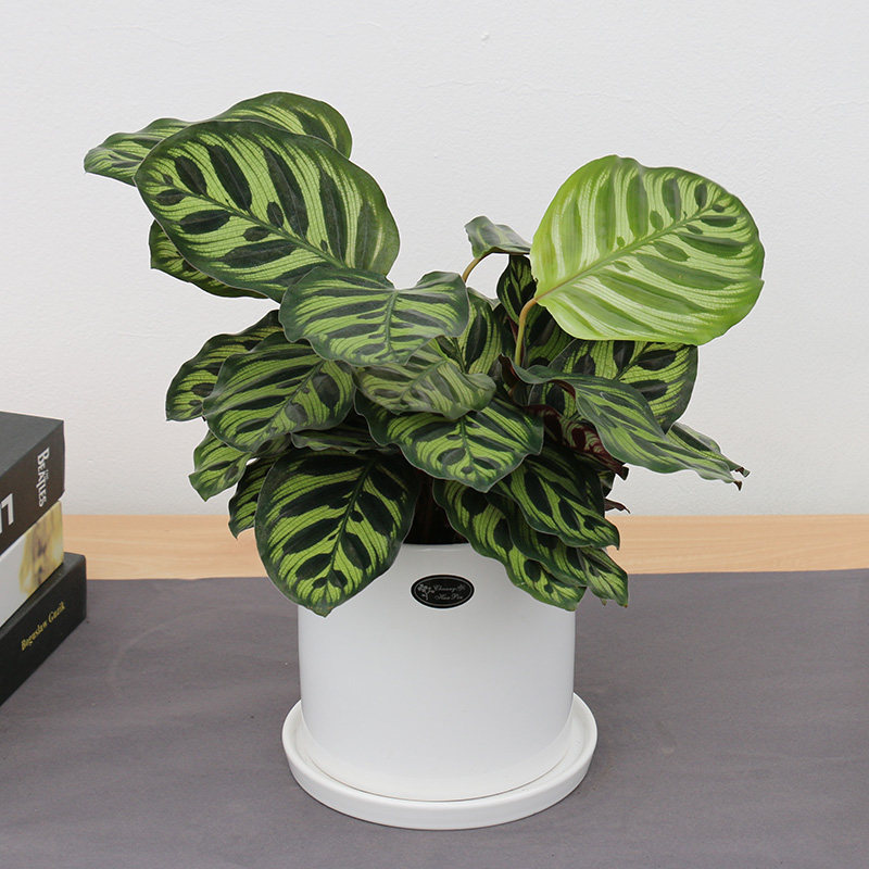 七彩孔雀竹芋盆栽四季常绿花卉办公办公室室内外甲醛绿植