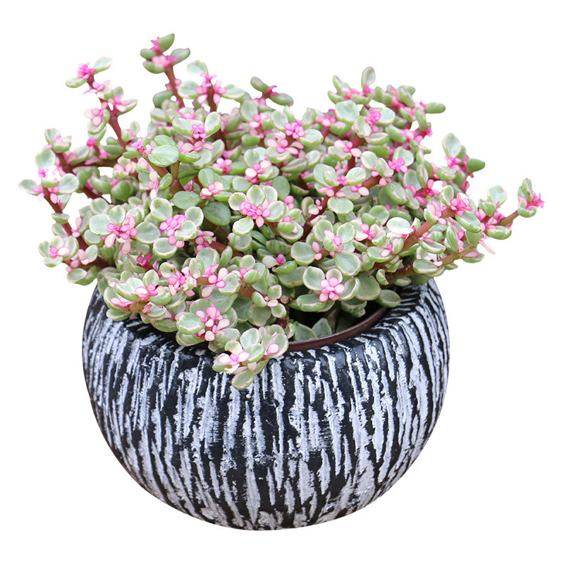 植物多肉雅乐乐之舞玉缀蓝石莲肉老桩室内绿植多肉植物