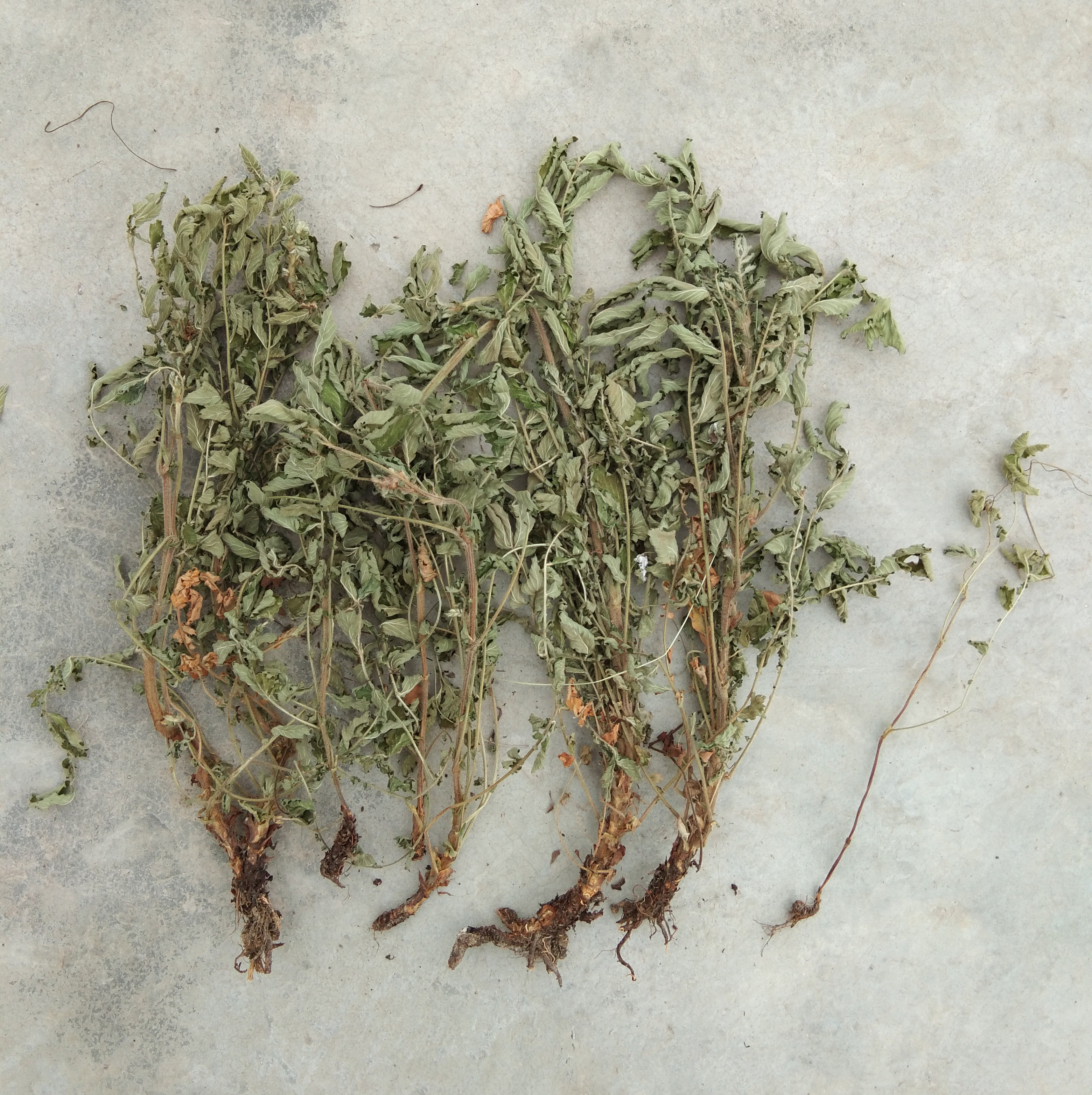 野生仙鹤草500g包邮正品老鹤嘴毛脚茵龙牙草狼牙草地仙草瓜香草