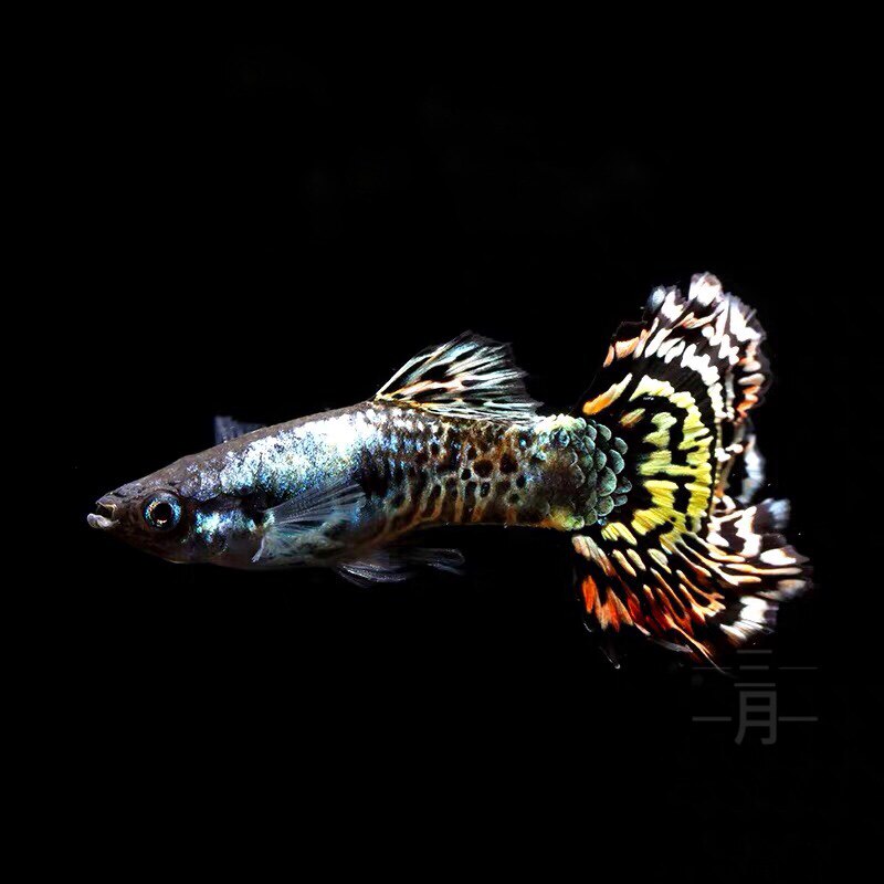 老虎孔雀黄老虎精品草缸小型胎生金黄活体鱼