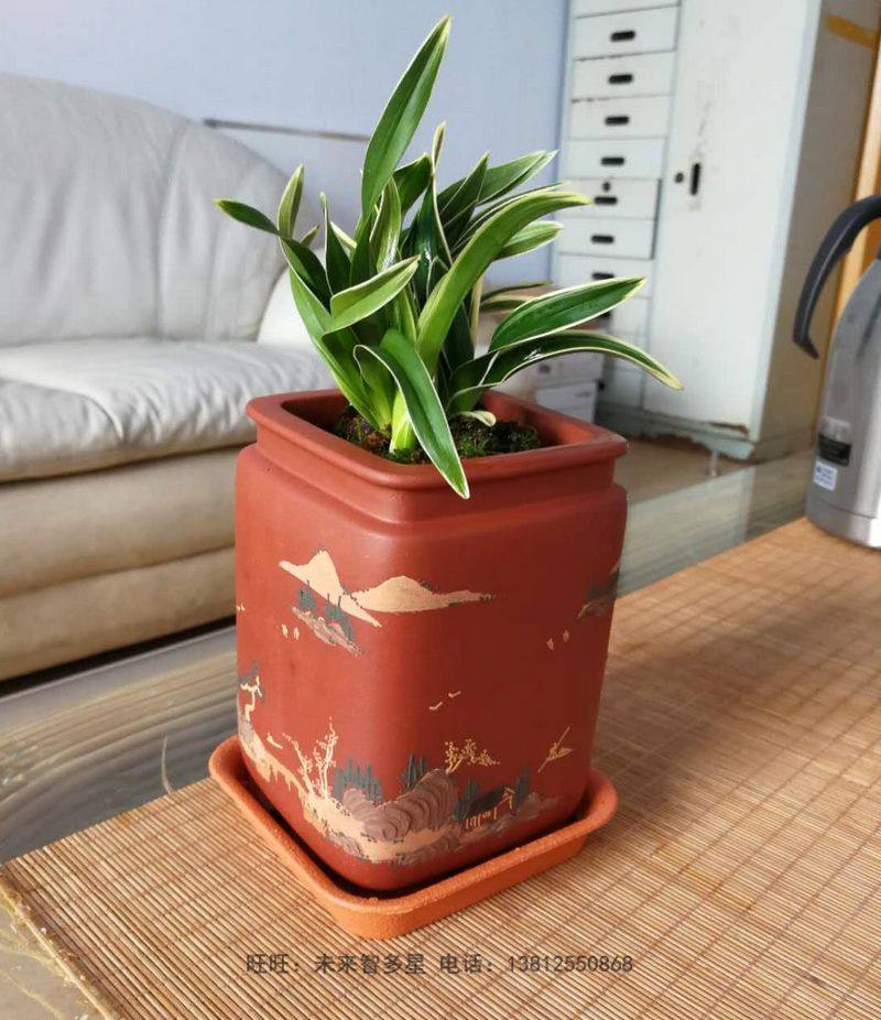 宜兴仿古紫砂花盆 四方刻绘粉浆悬崖松柏竹梅树桩植物盆景盆