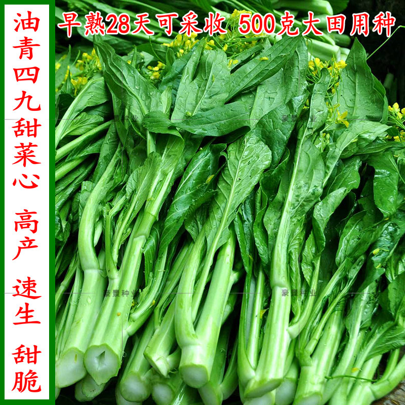 特靓四九菜心种子抗热菜苔青菜种籽春季夏季家庭园艺