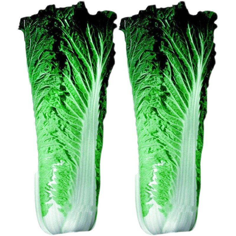 大白菜种子品种转基因千年古菜玉田包8克家庭园艺种子