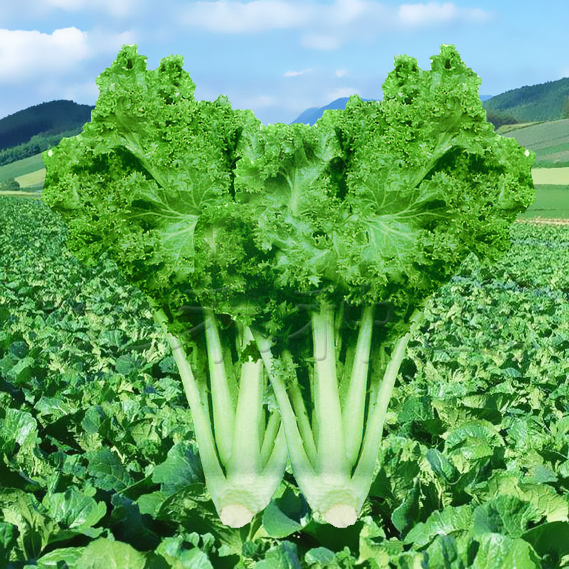 菜种花叶苔菜种子种籽台菜四季青菜籽耐寒秋冬季家庭园艺种子