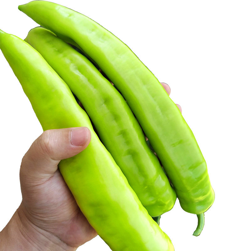 种子进口原种大田基地蔬菜隆丰中华椒王辣椒家庭园艺种子