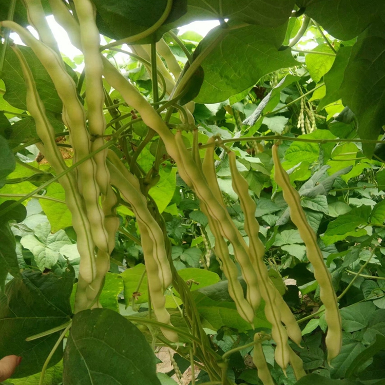 白芸豆眉豆扁豆架豆豆角老来芸豆四季九粒嫩白家庭园艺种子