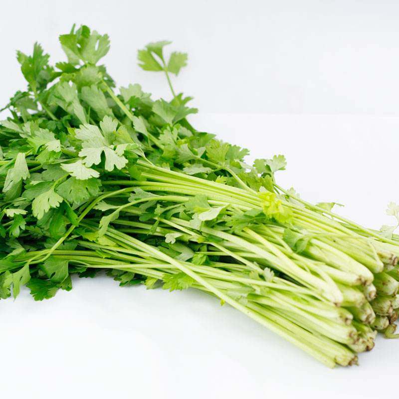 香芹家庭美芹脆型香甜清香赛金小美大田小香家庭园艺种子
