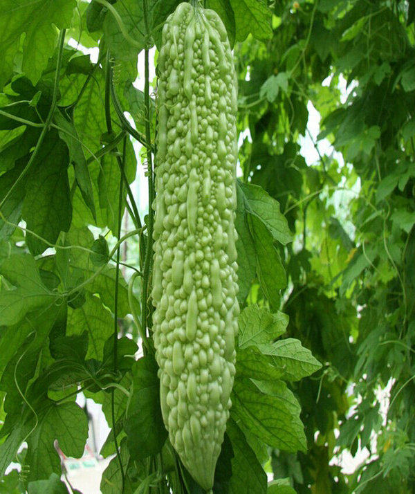 苦瓜种子长绿淡苦寿光四季庭院阳台盆栽爬藤家庭园艺种子
