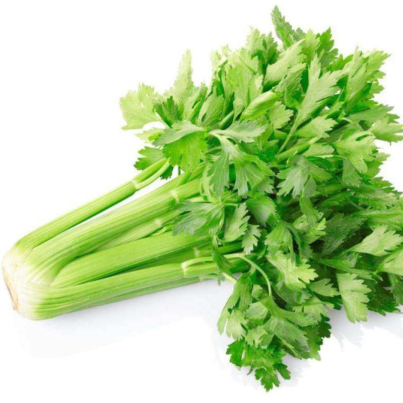 四季小香芹种子种籽芹菜苗栽菜小芹籽种蔬菜菜种香幼苗孑菜籽莱_双氙