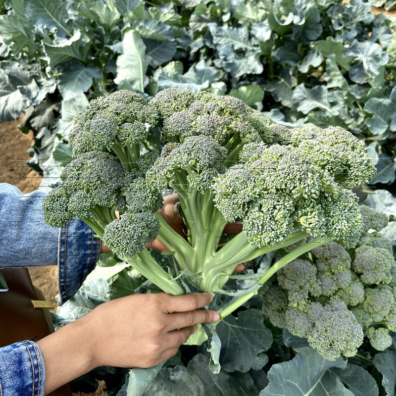 菜种西兰苔菜种子春秋秋冬季西洋洋菜台西兰花家庭园艺种子