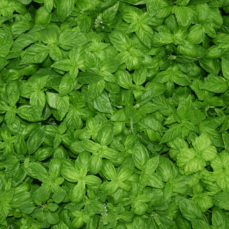 薄荷嘉禾田园柠檬香水荷马药草芬芳可食用蚊虫家庭园艺种子