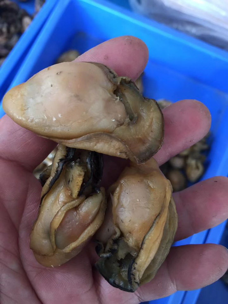 108元香蚝蛎黄牡蛎士豉类藕半斤贝壳大号邮船生蚝