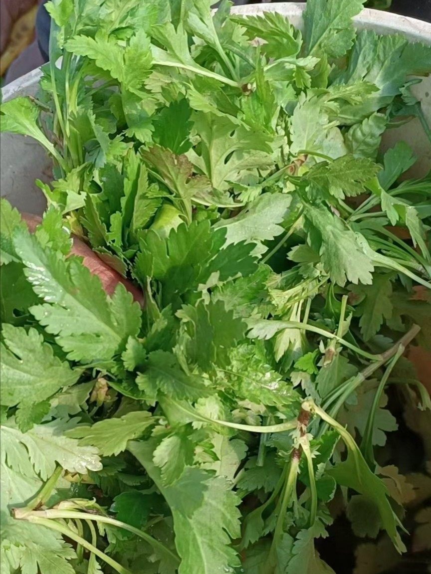 菊花南京产地直销新鲜蔬菜叶劳涝自家种植1斤其它