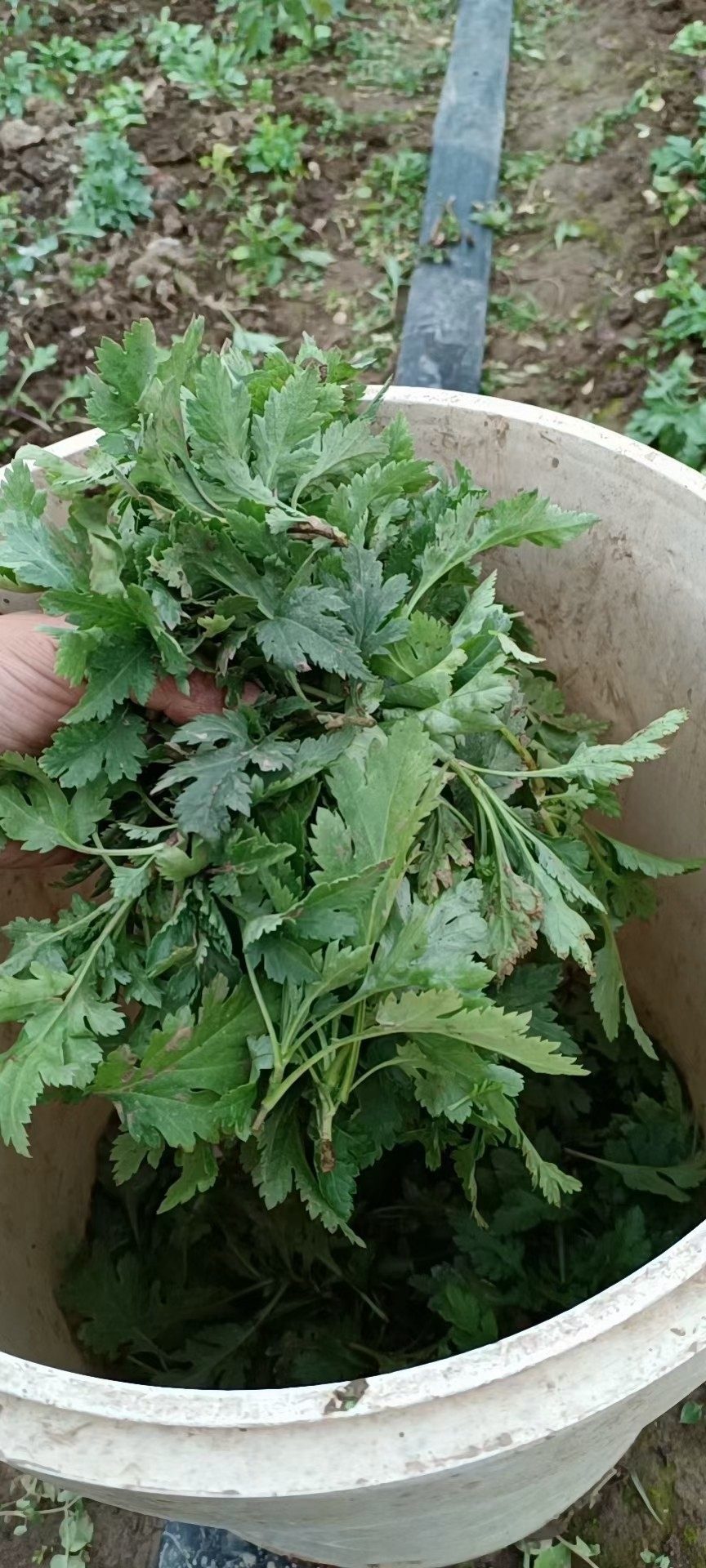 菊花南京产地直销新鲜蔬菜叶劳涝自家种植1斤其它