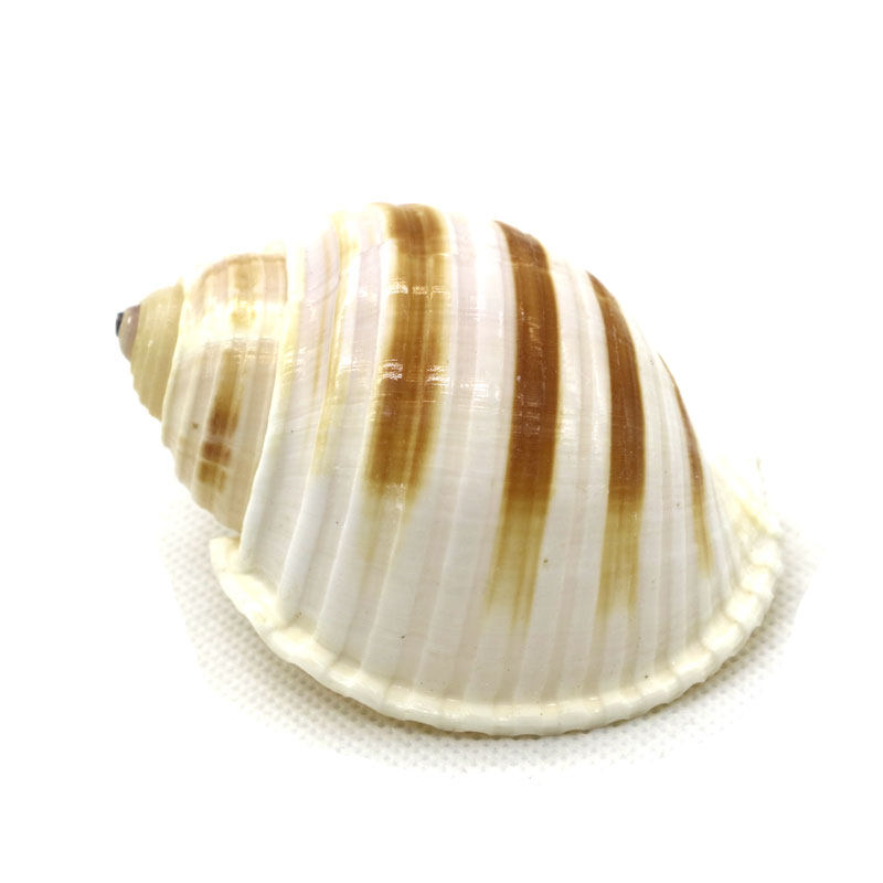 天然海螺贝壳褐带鹑螺琴螺卷贝鱼寄居繁殖鱼缸海螺