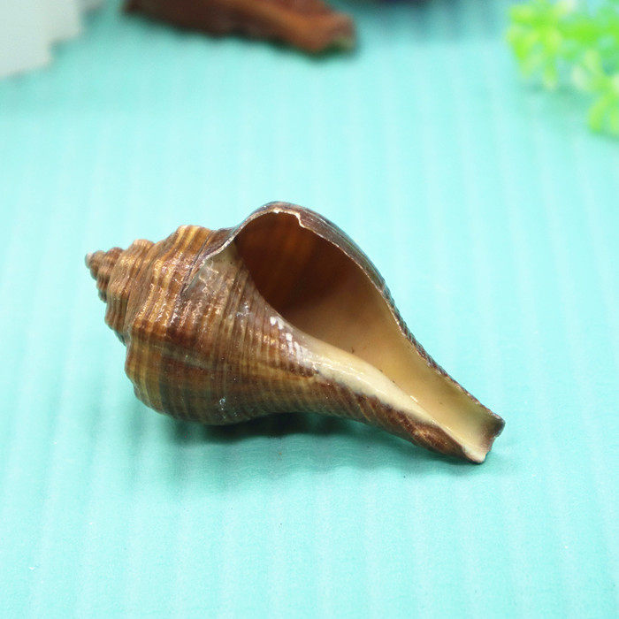 天然贝壳海螺红号螺红香螺鱼缸造景地台装饰海螺