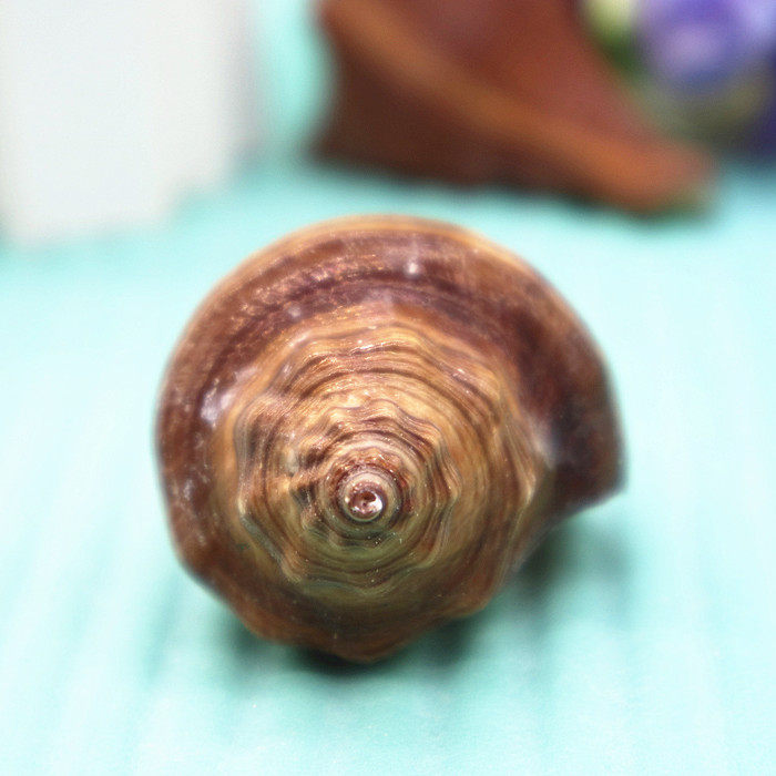 天然贝壳海螺红号螺红香螺鱼缸造景地台装饰海螺