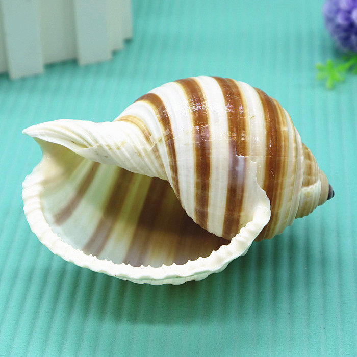 天然海螺贝壳褐带鹑螺琴螺卷贝鱼寄居繁殖鱼缸海螺
