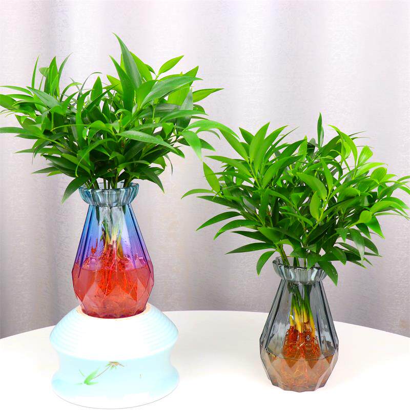 盆栽竹柏水培新宠驱蚊植物室内客厅卧室桌面绿植