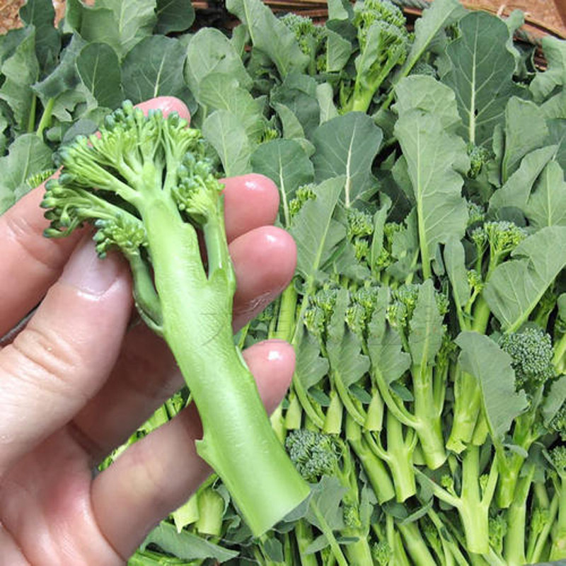 西兰兰花芥蓝青花盆栽四季芦笋小西芥兰西洋家庭园艺种子