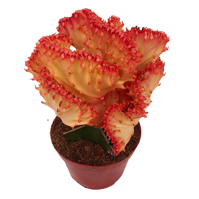 彩色玉麒麟盆栽多肉花卉五指山植物虎头山金丝猴仙人多肉植物