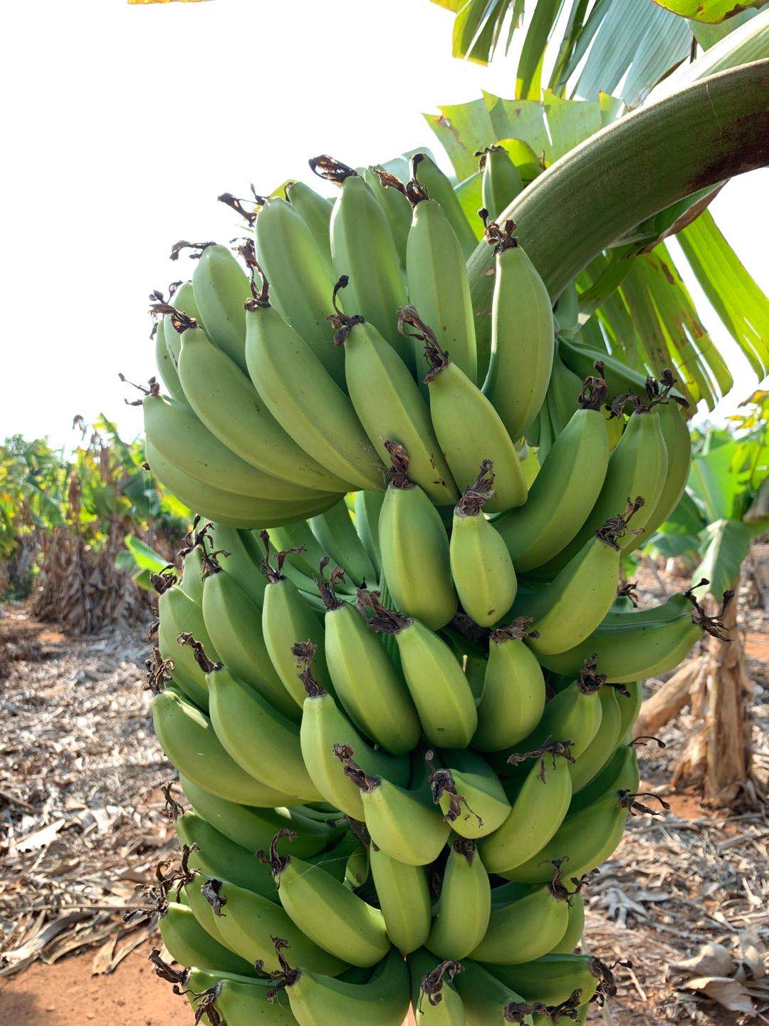 广西特产水果北海涠洲香蕉青皮矮蕉无添加自然香蕉