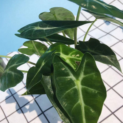 小仙女观音莲黑叶竹芋办公室客厅桌面花卉吸甲醛净化空气水培植物