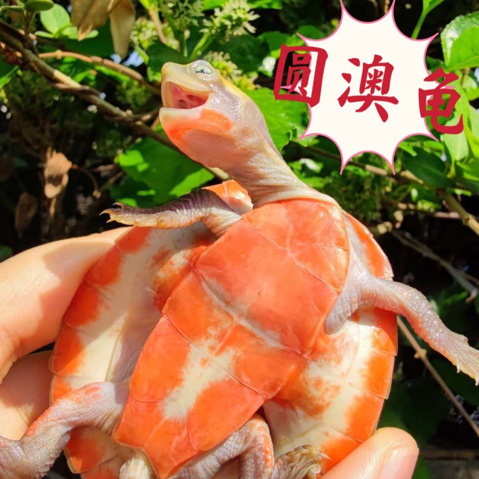 混养圆澳龟苗活体乌龟深水龟蛋龟圆奥成成体龟