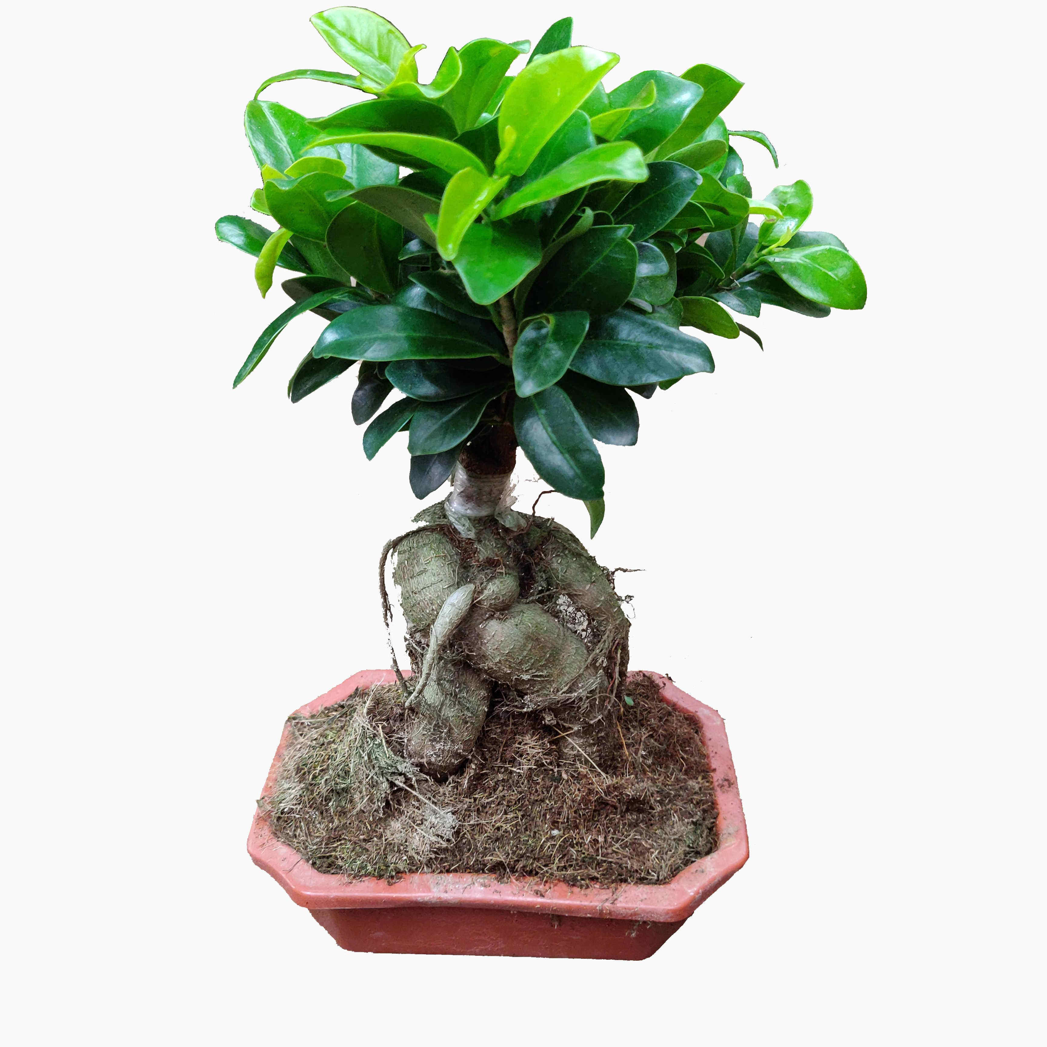 金钱树榕摇钱四季盆景花卉室内客厅树苗金钱榕树绿植