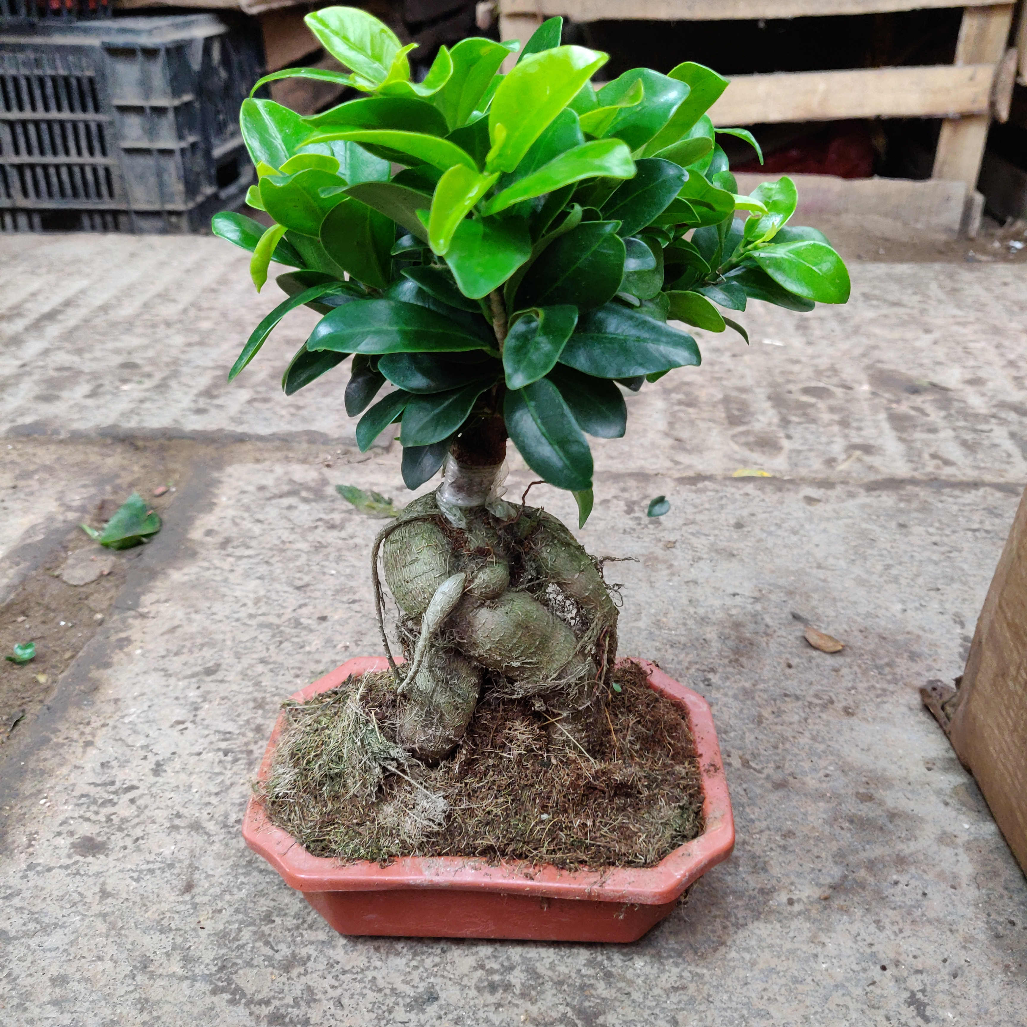 金钱树榕摇钱四季盆景花卉室内客厅树苗金钱榕树绿植