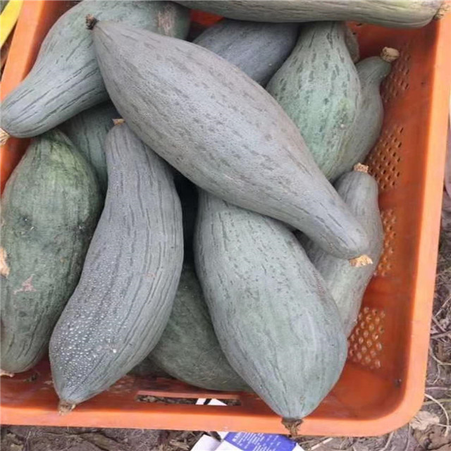 新品包邮新疆丑瓜种籽软糯香甜瓜仔贵族丑瓜金丝栗南瓜种子种苗